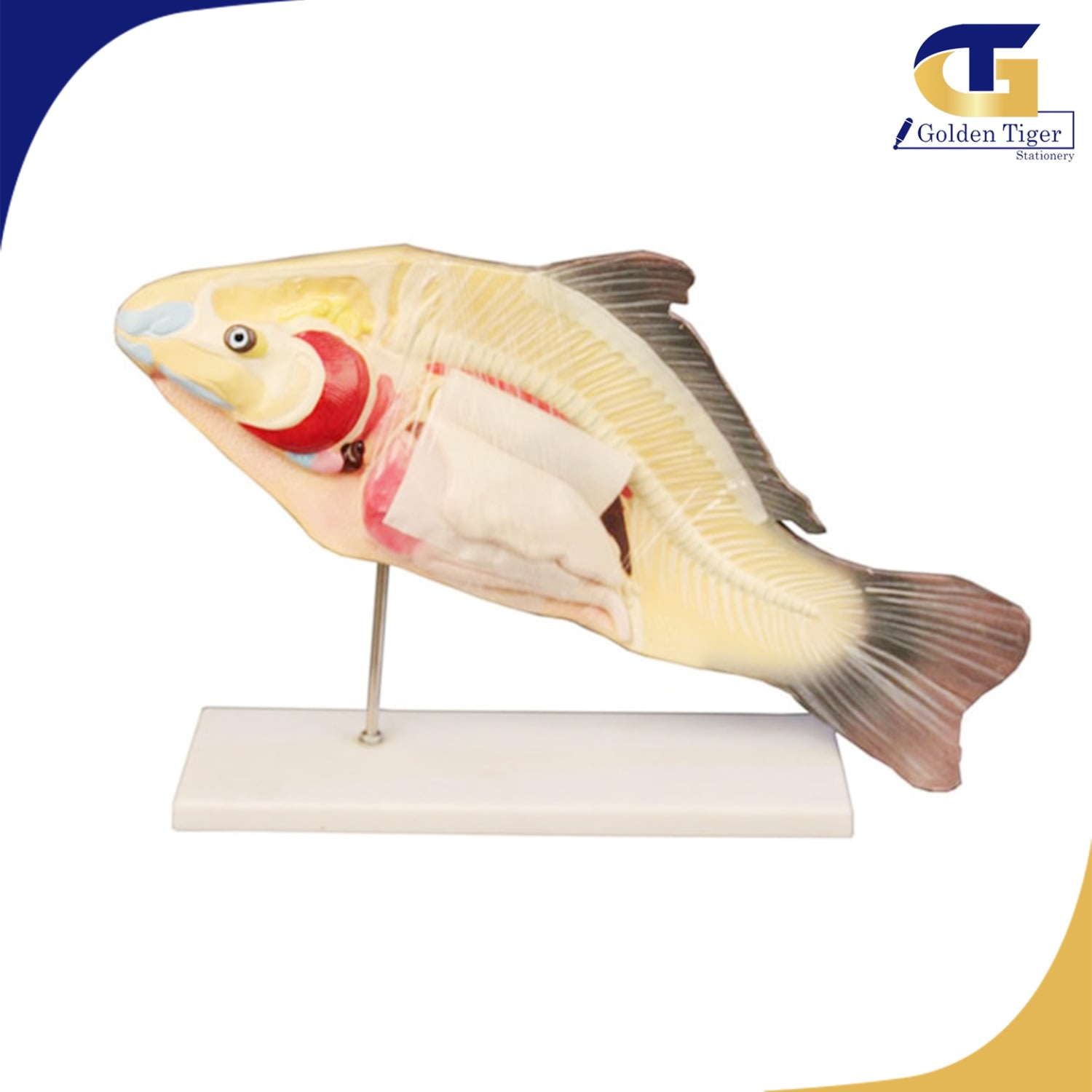 Anatomical Model of Fish | Golden Tiger Stationery Store